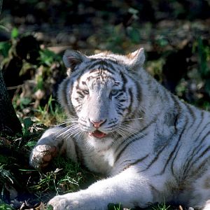 Le Parc Des Felins, Oct 26, 2009