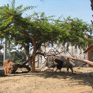 Elephant Odyssey - African Lion Exhibit