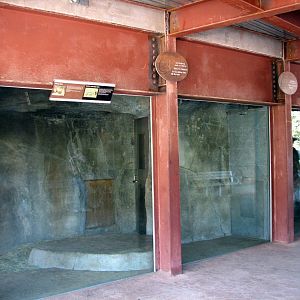 Elephant Odyssey - African Lion Den