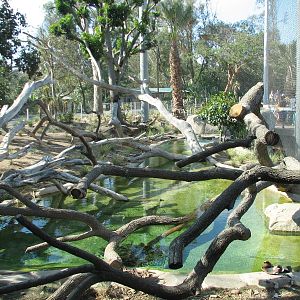 Elephant Odyssey - Jaguar Exhibit