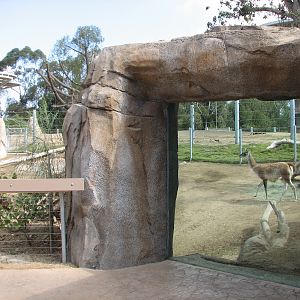 Elephant Odyssey - Guanaco Exhibit
