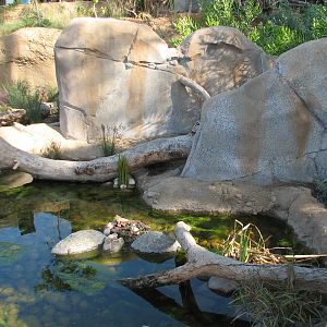 Elephant Odyssey - Stream Exhibit