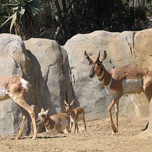Elephant Odyssey - Pronghorn