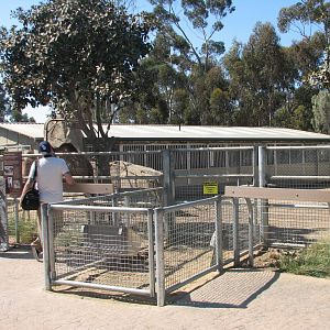 Elephant Odyssey - Domestic Hoofstock Exhibit