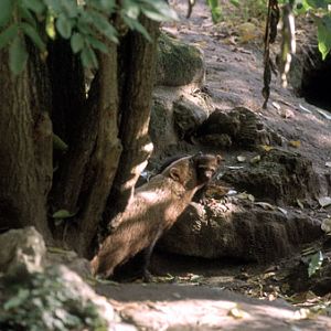 Le Menagerie, Oct 27, 2009