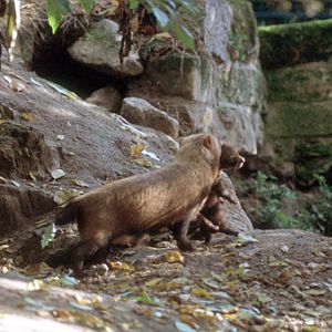 Le Menagerie, Oct 27, 2009