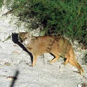 Le Menagerie, Oct 27, 2009