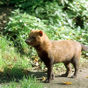 Le Menagerie, Oct 27, 2009