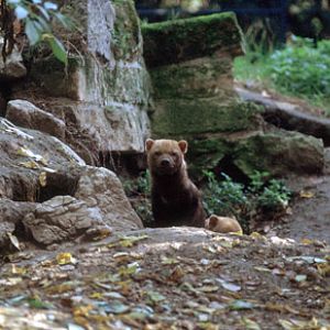 Le Menagerie, Oct 27, 2009