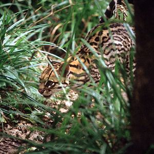 Port Lympne, Oct 28, 2009