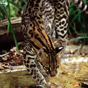 Port Lympne, Oct 28, 2009