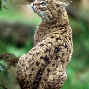 Port Lympne, Oct 28, 2009