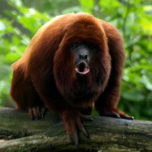 Cologne Zoo - Red howler monkey