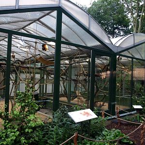 Cologne Zoo - Temporary Monkey House