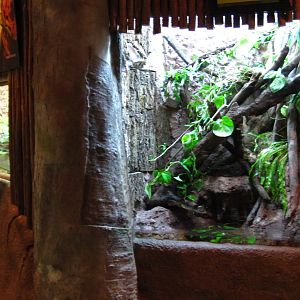 White's Tree Frog vivarium, Fragile Forest exhibit