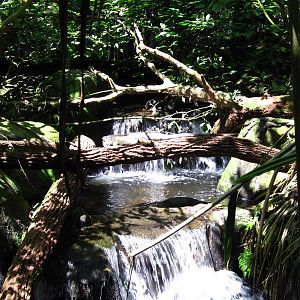 Green Iguana, Fragile Forest exhibit