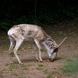 Cologne Zoo - Saiga
