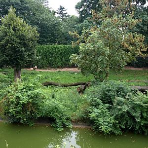 Cologne Zoo - Lion exhibit