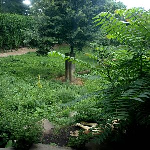 Cologne Zoo - Lion exhibit