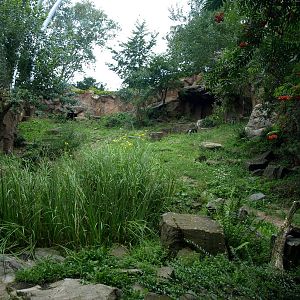 Cologne Zoo - Snow leopard exhibit