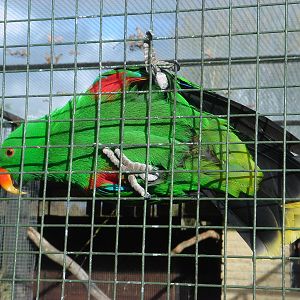 Eclectus Parrot