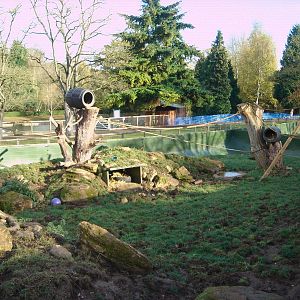 Mixed exhibit for Coatis and Raccoons