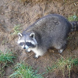 Raccoon