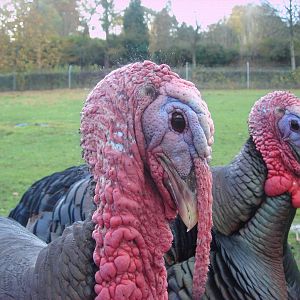 Turkeys