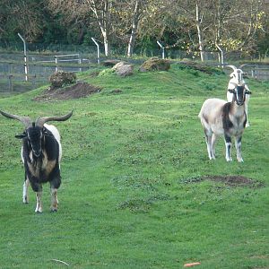 Awapawa Goats from New Zealand