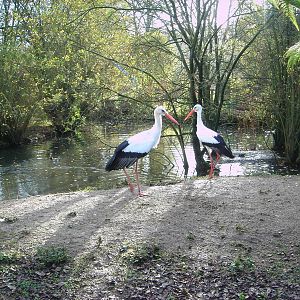 European White Storks