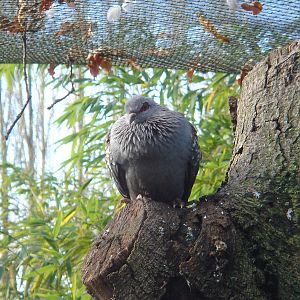 Speckled Pigeon