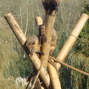 Ring-tailed Coatis