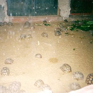 Egyptian tortoises