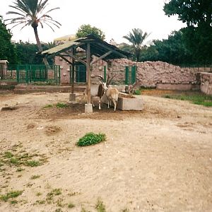 Scimitar-horned oryx