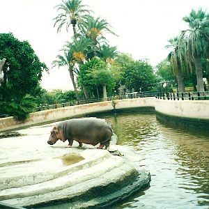 Hippo