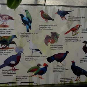 Cologne Zoo - Der Regenwald