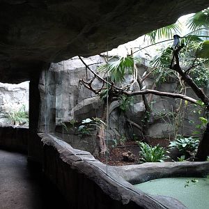 Cologne Zoo - Der Regenwald