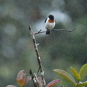 African Stonechat Saxicola torquatus