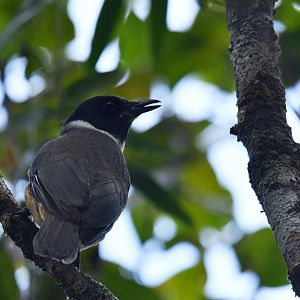 Tylas Vanga Tylas eduardi