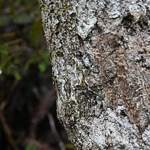 Uroplatus fimbriatus