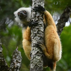 Diademed sifaka (Propithecus diadema)