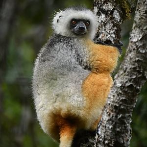 Diademed sifaka (Propithecus diadema)