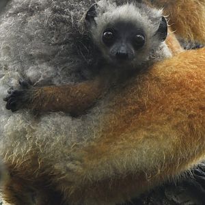 Diademed sifaka (Propithecus diadema)