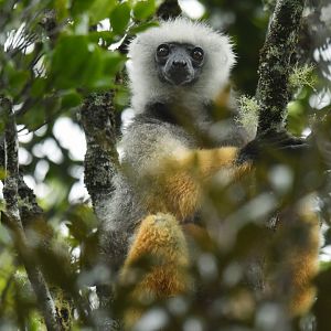 Diademed sifaka (Propithecus diadema)
