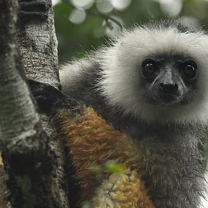 Diademed sifaka (Propithecus diadema)