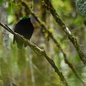Velvet Asity Philepitta castanea