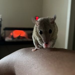 My gray short-tailed opossum as pet