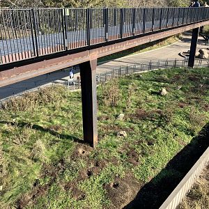 Prairie Dog Exhibit + Treetop Trail