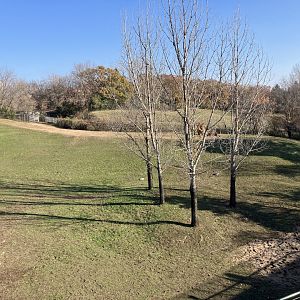 Northern Trail - Przewalski’s Horse/Bactrian Camel Exhibit