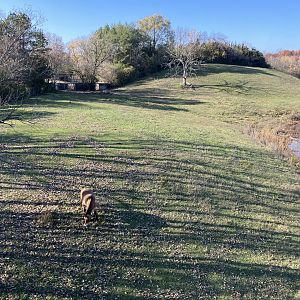 Northern Trail - Przewalski’s Horse Exhibit